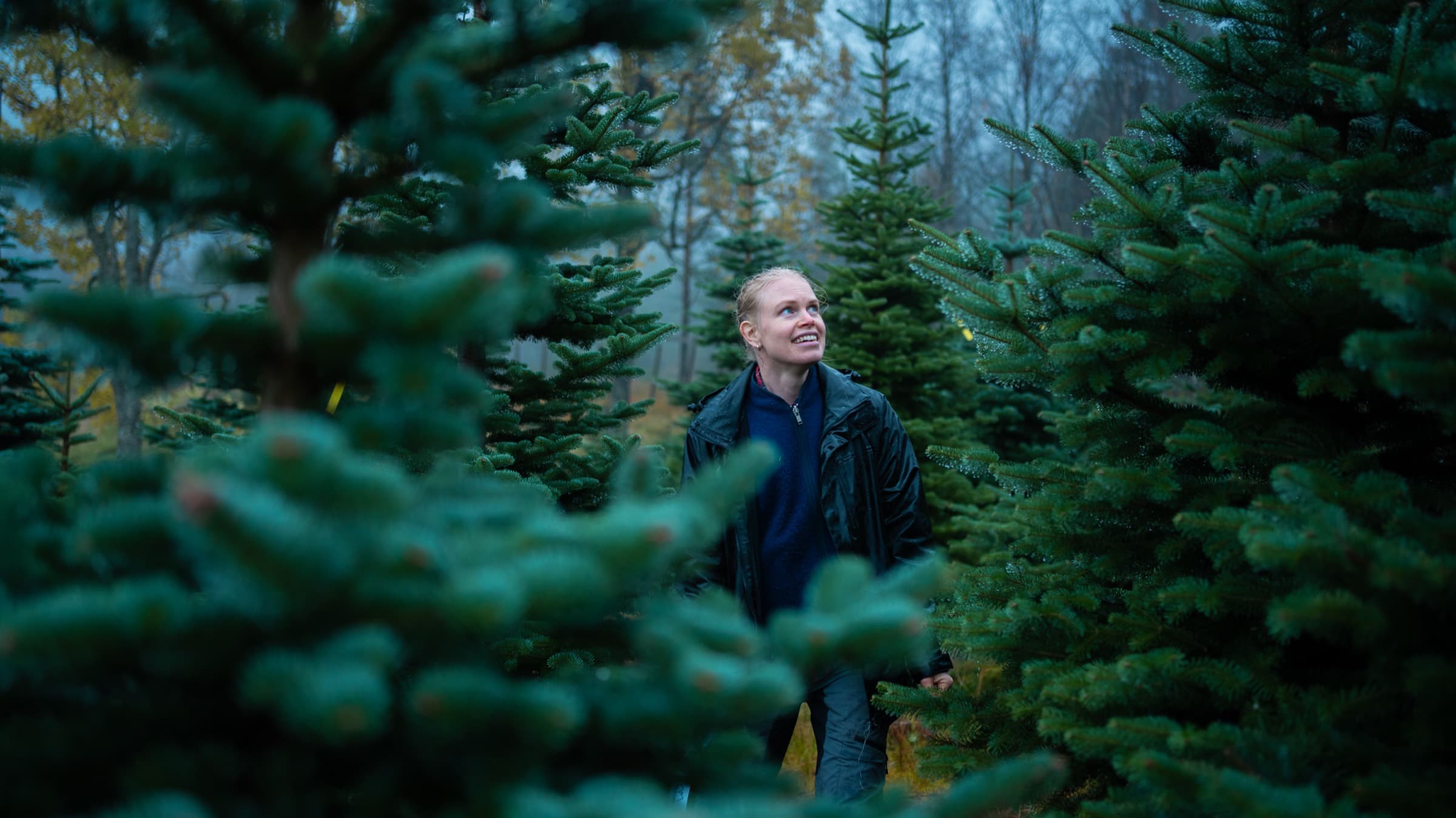 Mellom trærne i juletreskogen