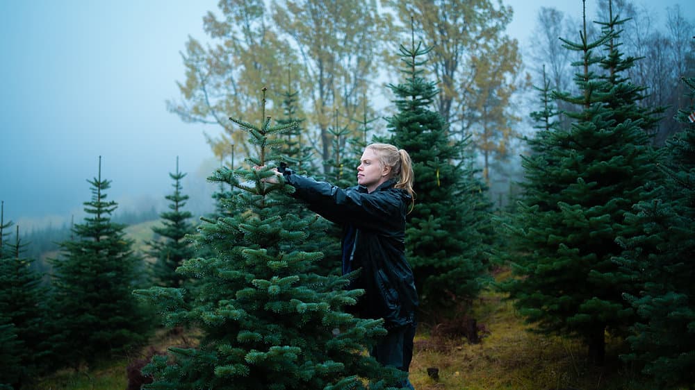 Case: Videoproduksjon for Den norske juletreskogen